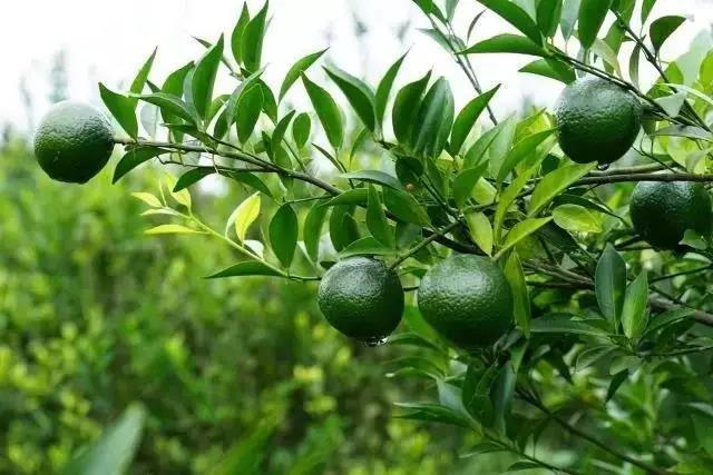 专注新会小青柑普茶，倡导有品生活的挚调，成功制胜海外市场
